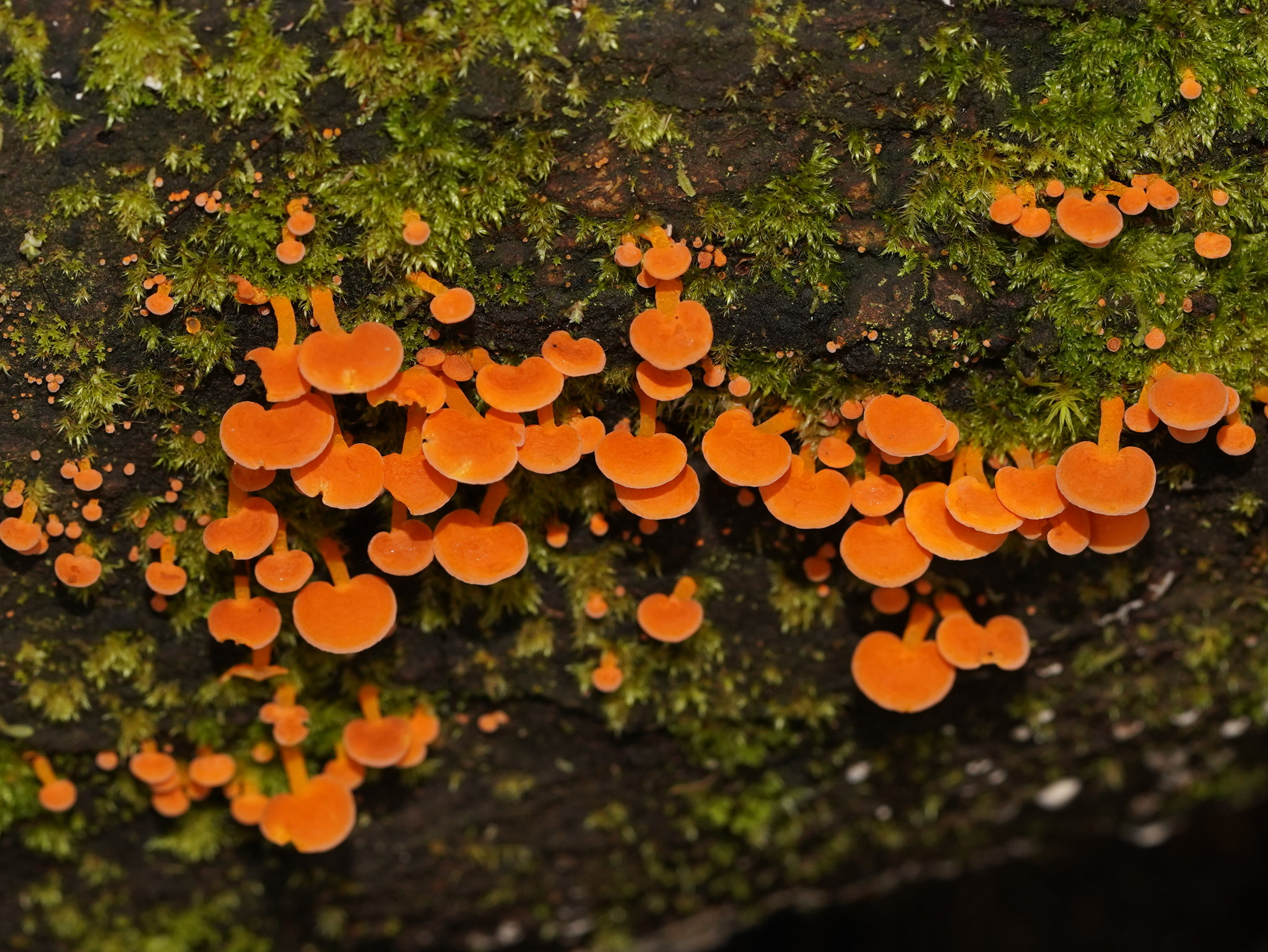 Eliminate an orange mushroom naturally