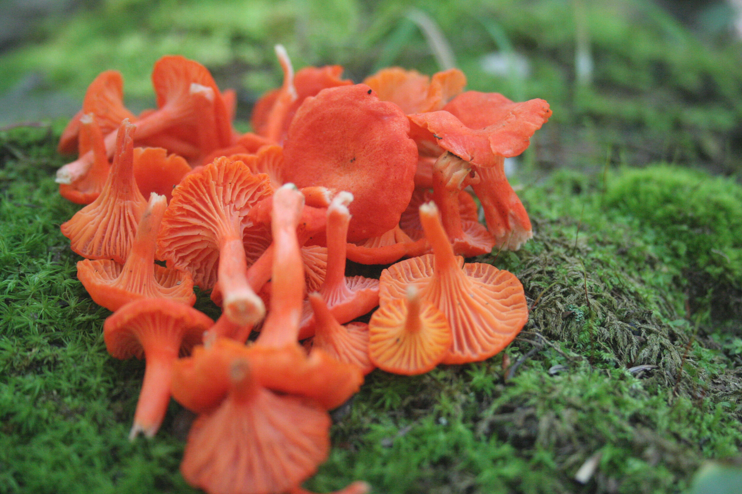 How Do You Eliminate An Orange Mushroom Naturally?